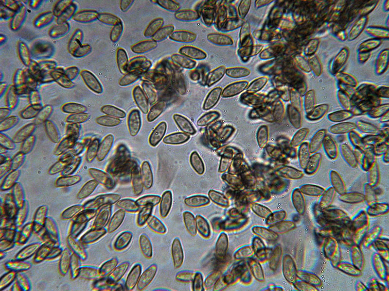 Di che specie si tratta ?